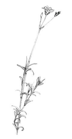 Field Mouse-ear