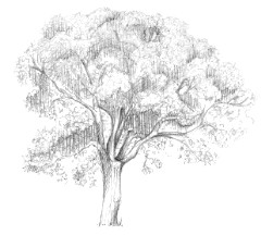Oak