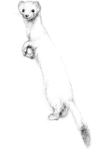 Ermine (winter coat)