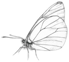 Small-veined white