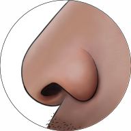 Nose