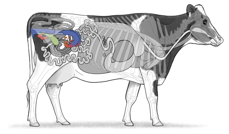 Reproductive system