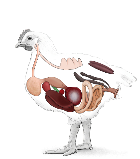 Intestines broiler