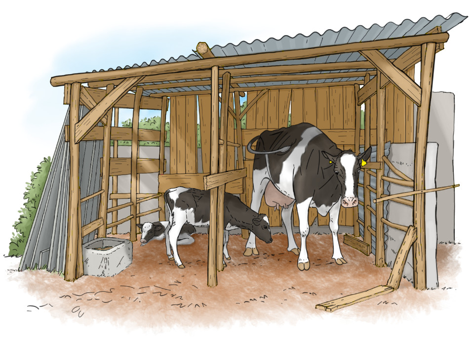 bad housing calf rearing